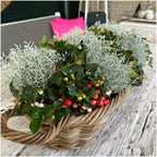 Productafbeelding van Pureplant