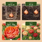 Gevulde tulp &