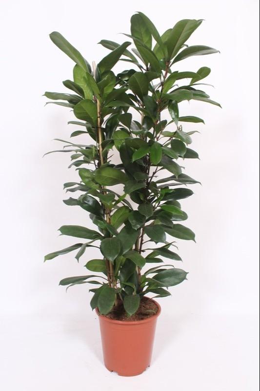 Ficus Cyathistipula, plant in pot
