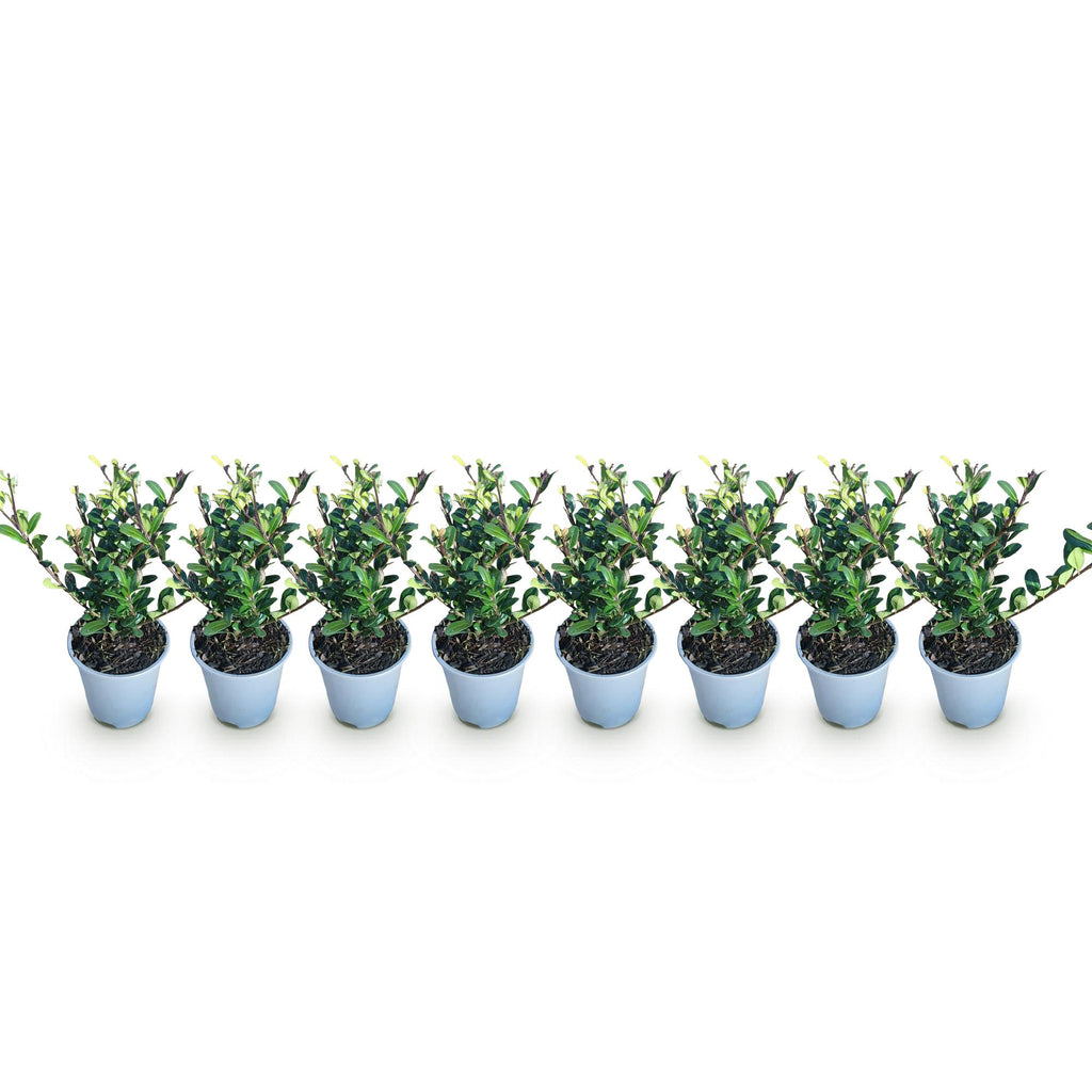 Ilex crenata Caroline Upright, detail van het blad