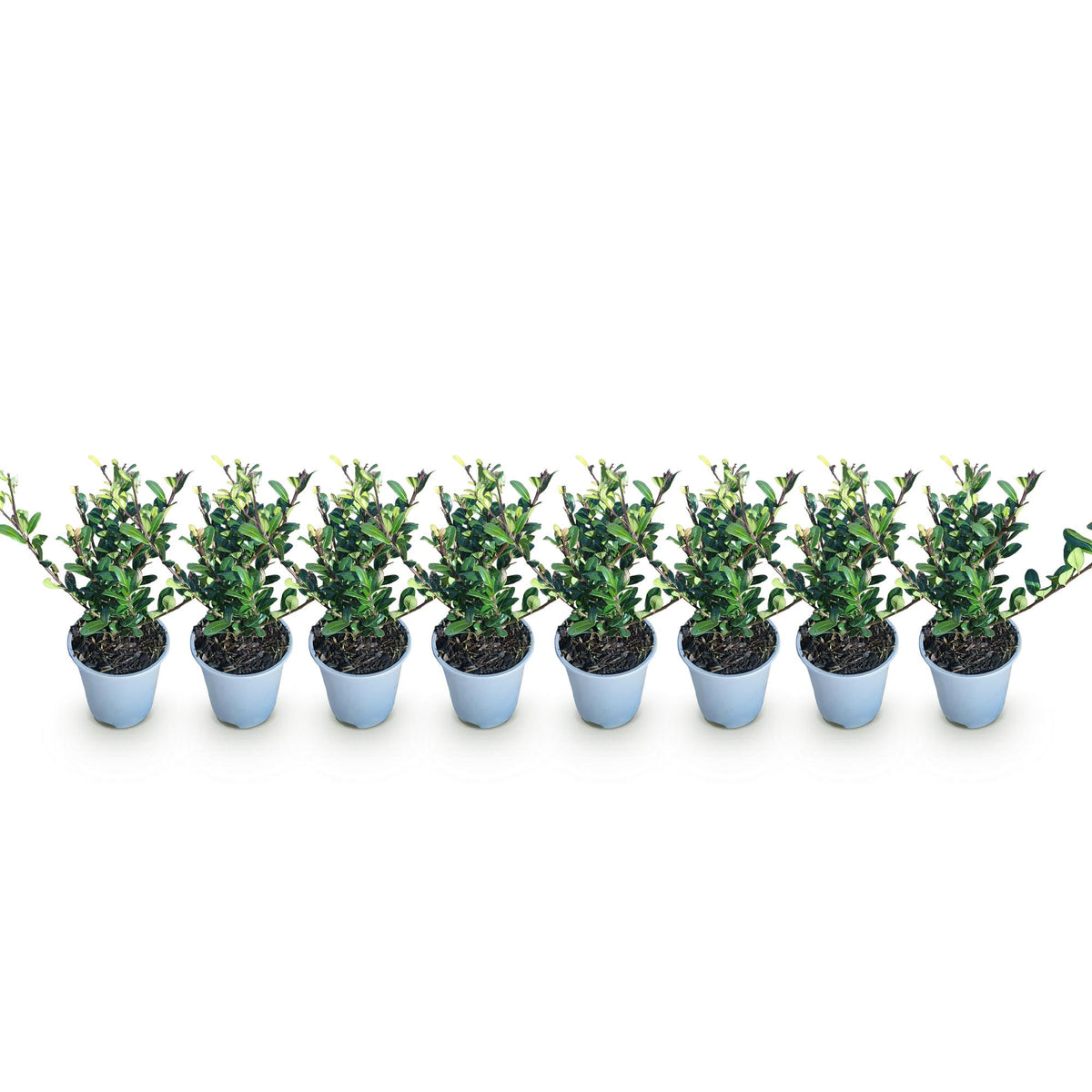 Ilex crenata Caroline Upright, detail van het blad