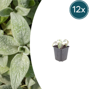 Stachys byzantina &