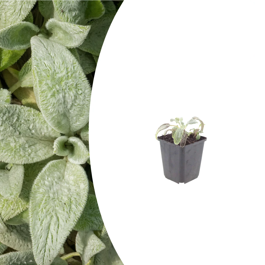 Stachys byzantina 'Silver Carpet', kenmerkend blad