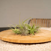 Tillandsia Air mix - 20 stuks