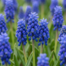 Blauw druifje Muscari armeniacum bloembollen