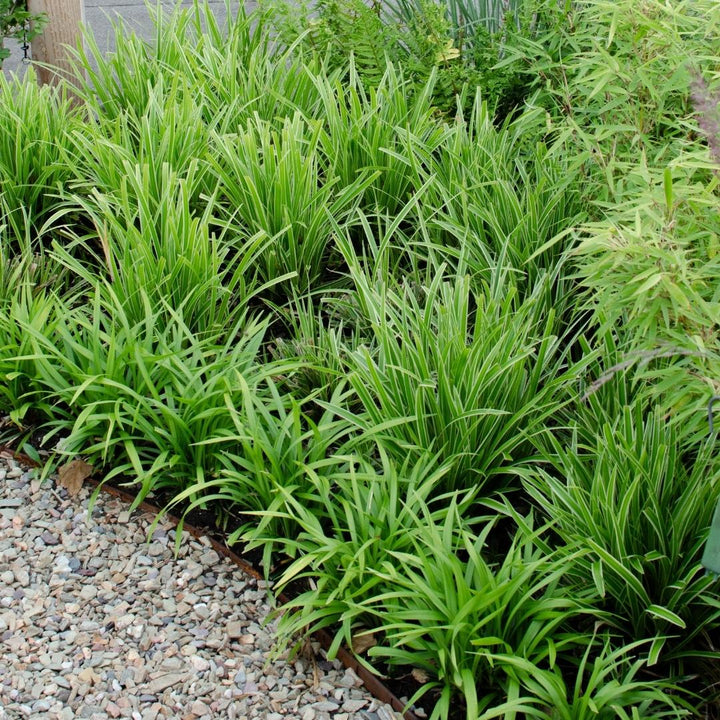 6 x Carex morrowi &