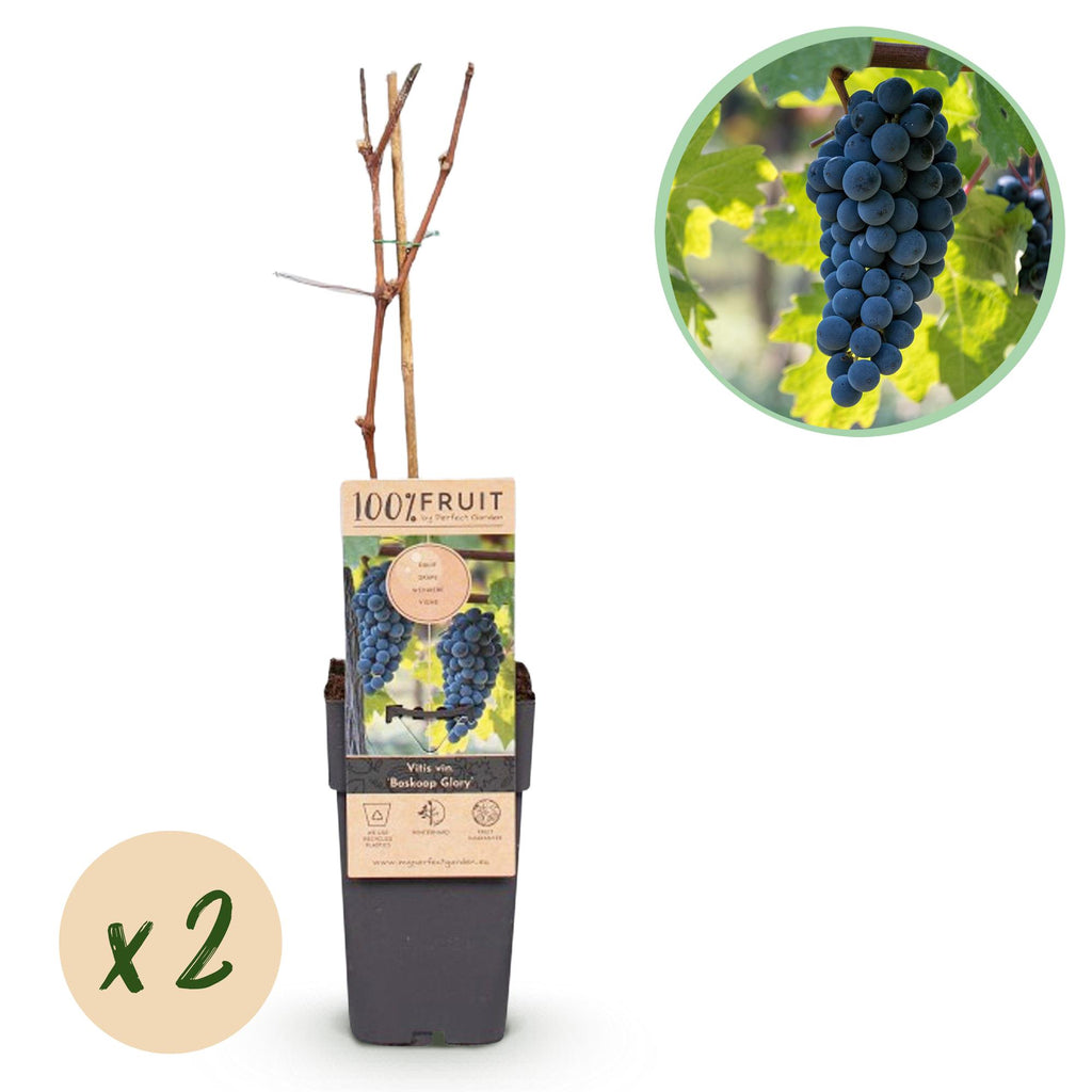 Productafbeelding van Pureplant