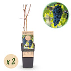 Productafbeelding van Pureplant