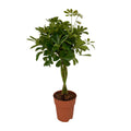 Productfoto van Schefflera Compacta