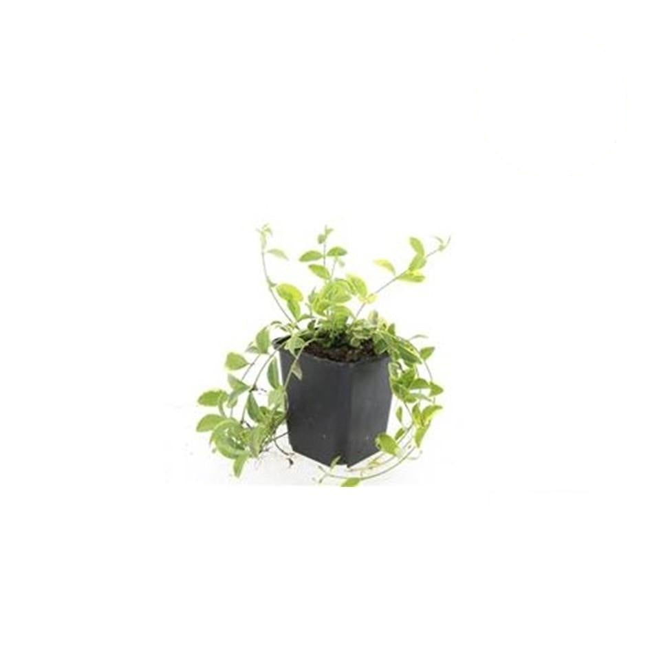Productafbeelding van Pureplant