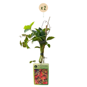 Wilde wingerd Parthenocissus &