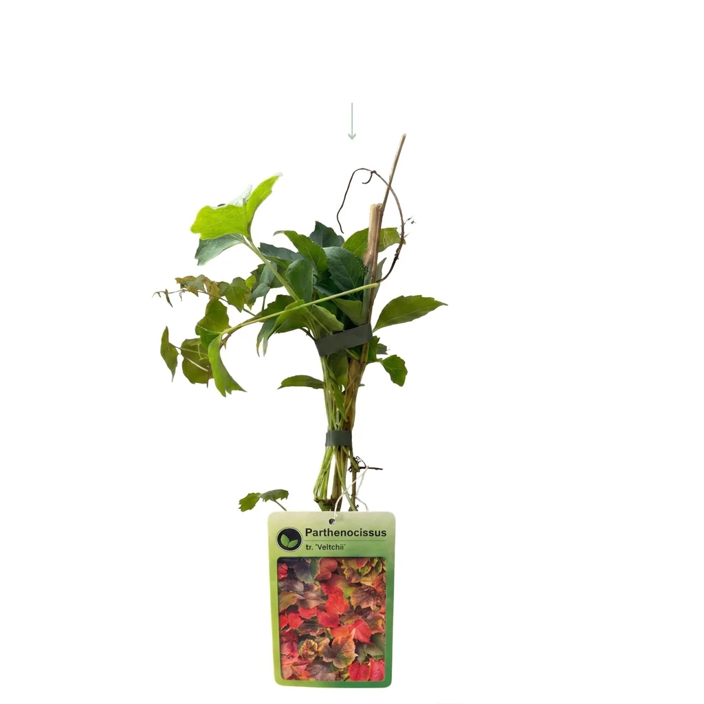 Wilde wingerd Parthenocissus 'Veitchii', detail van het blad