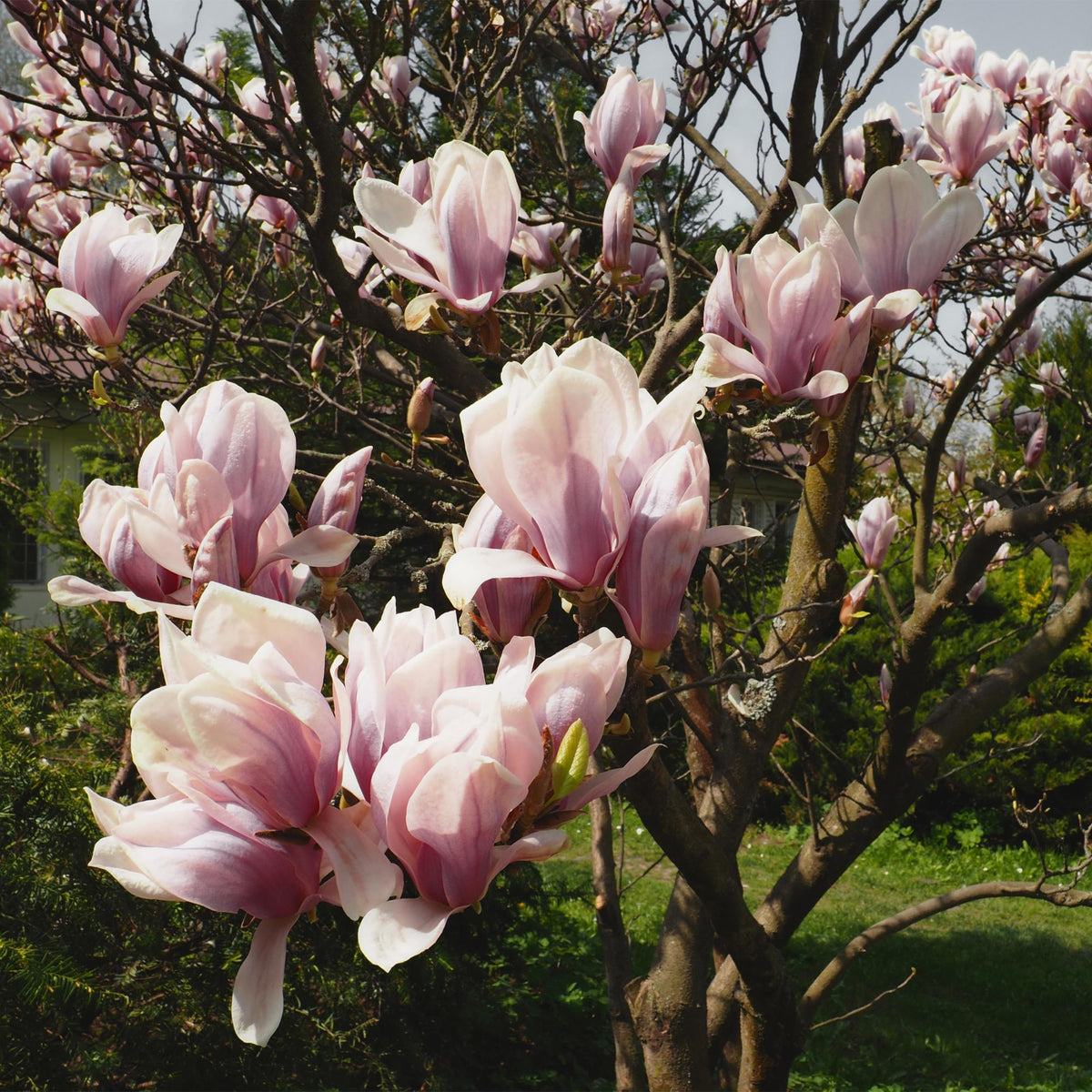 Magnolia Soulangiana, groene bladeren