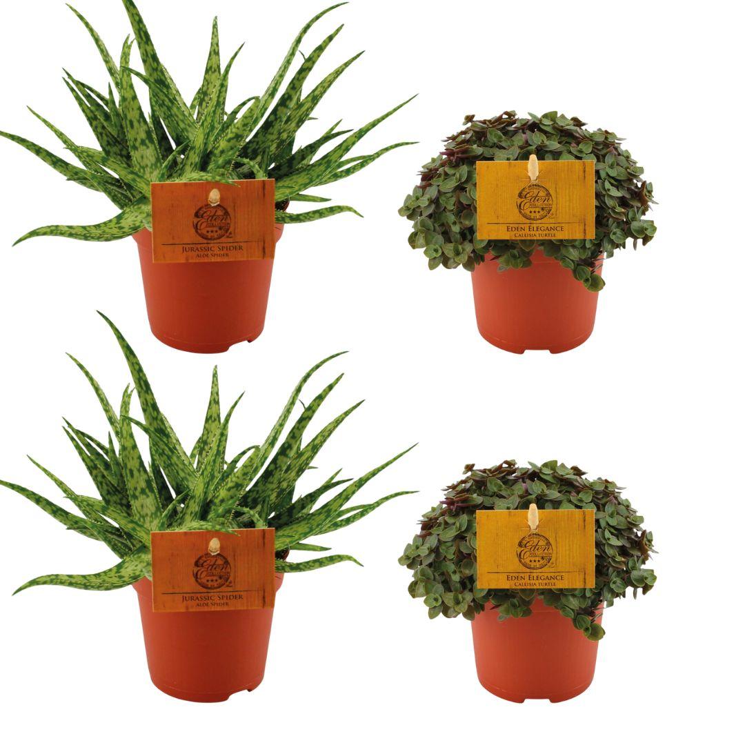Productfoto van 2x Aloe Spider + 2x Callisia Turtle - 4 stuks