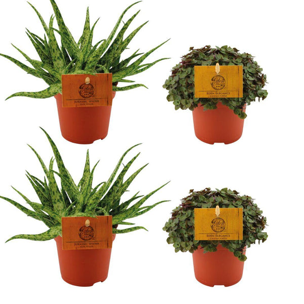 2x Aloe Spider + 2x Callisia Turtle - 4 stuks