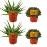 2x Aloe Spider + 2x Callisia Turtle - 4 stuks
