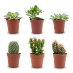 Mix van Echte Cactussen en Vetplanten - 6 Stuks - Ø, groene bladeren