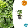 60x Pachysandra terminalis