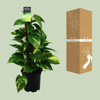 Detailfoto van Scindapsus (Epipremnum)