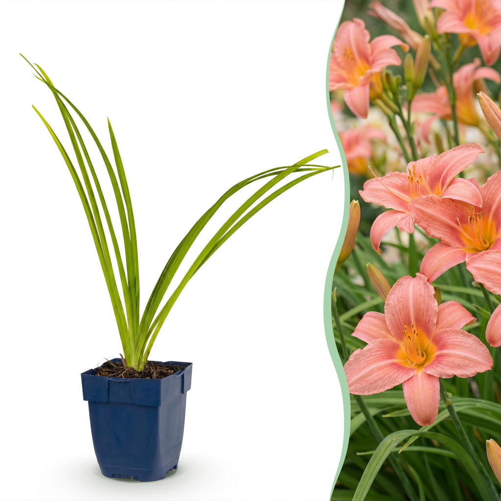Daglelie Pink Damask, decoratieve plant