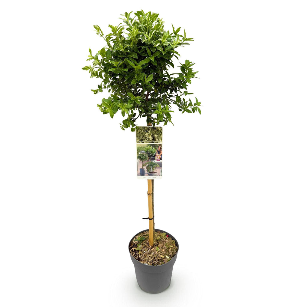 Euonymus fortunei Harlequin, groene bladeren