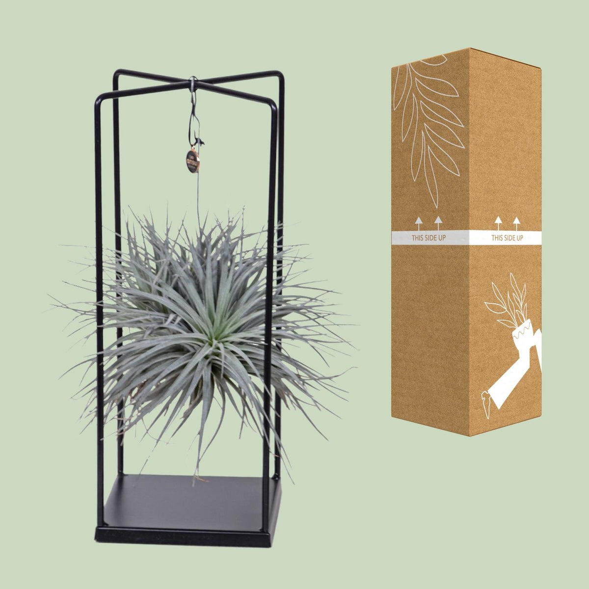 Tillandsia Cube Mix 1 stuk, kenmerkend blad