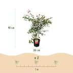 Acer palmatum Beni Maiko, groene bladeren