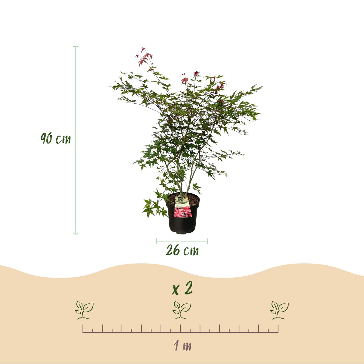Acer palmatum Beni Maiko, groene bladeren