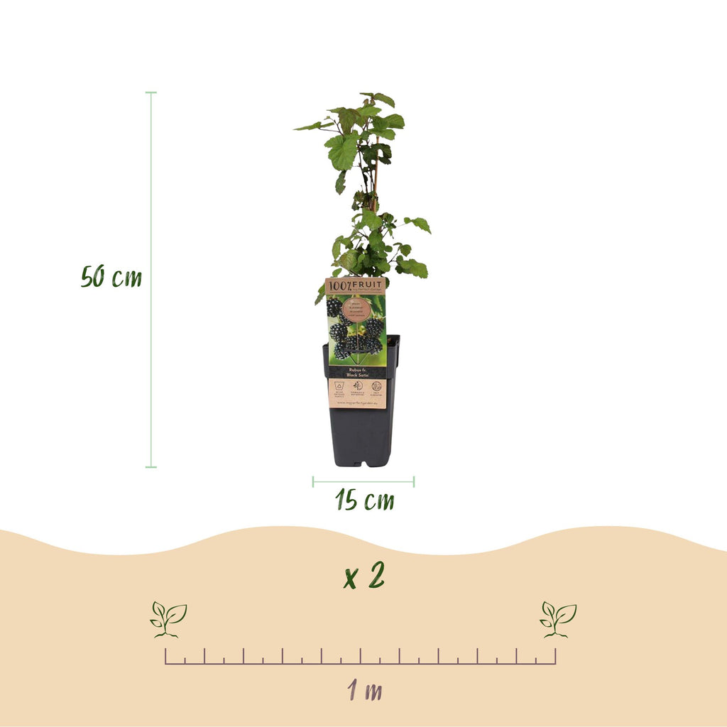 2x Bramenplant Black Satin, fruitgewas voor de tuin, kenmerkend blad