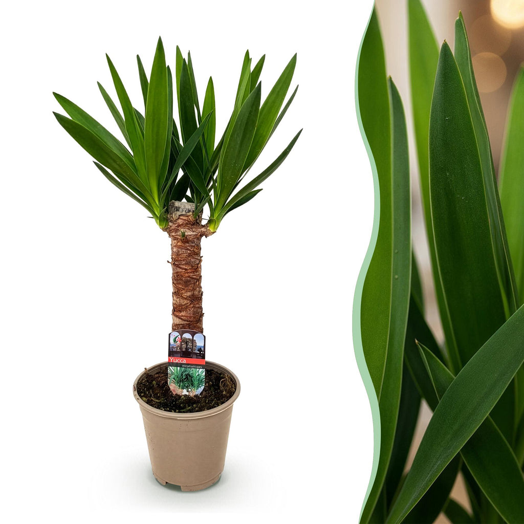 Yucca elephantipes, 55 cm hoog, geschikte tuinplant