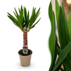 Yucca elephantipes, 55 cm hoog, geschikte tuinplant