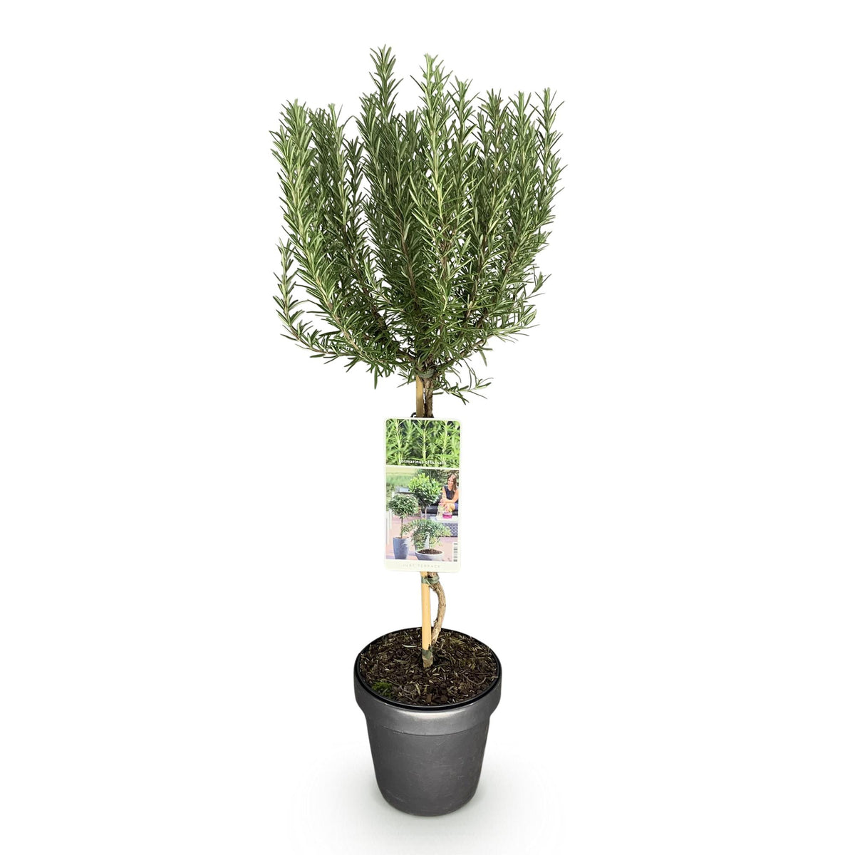 Rosmarinus officinalis, kenmerkend blad