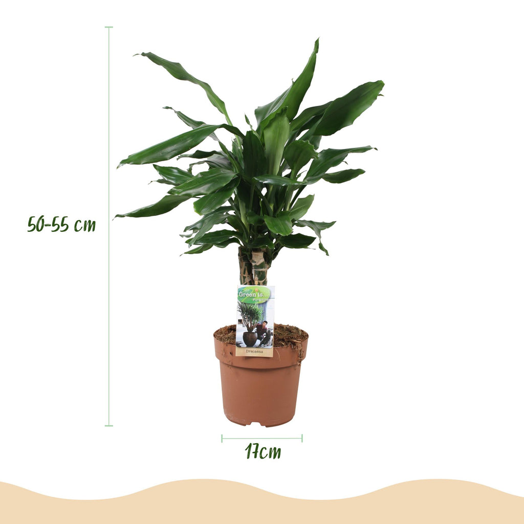 Dracaena fragrans Steudneri, gezonde plant voor binnen of in de tuin