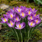 Crocus Ruby Giant, kenmerkend blad