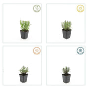 Lavandula ang. &