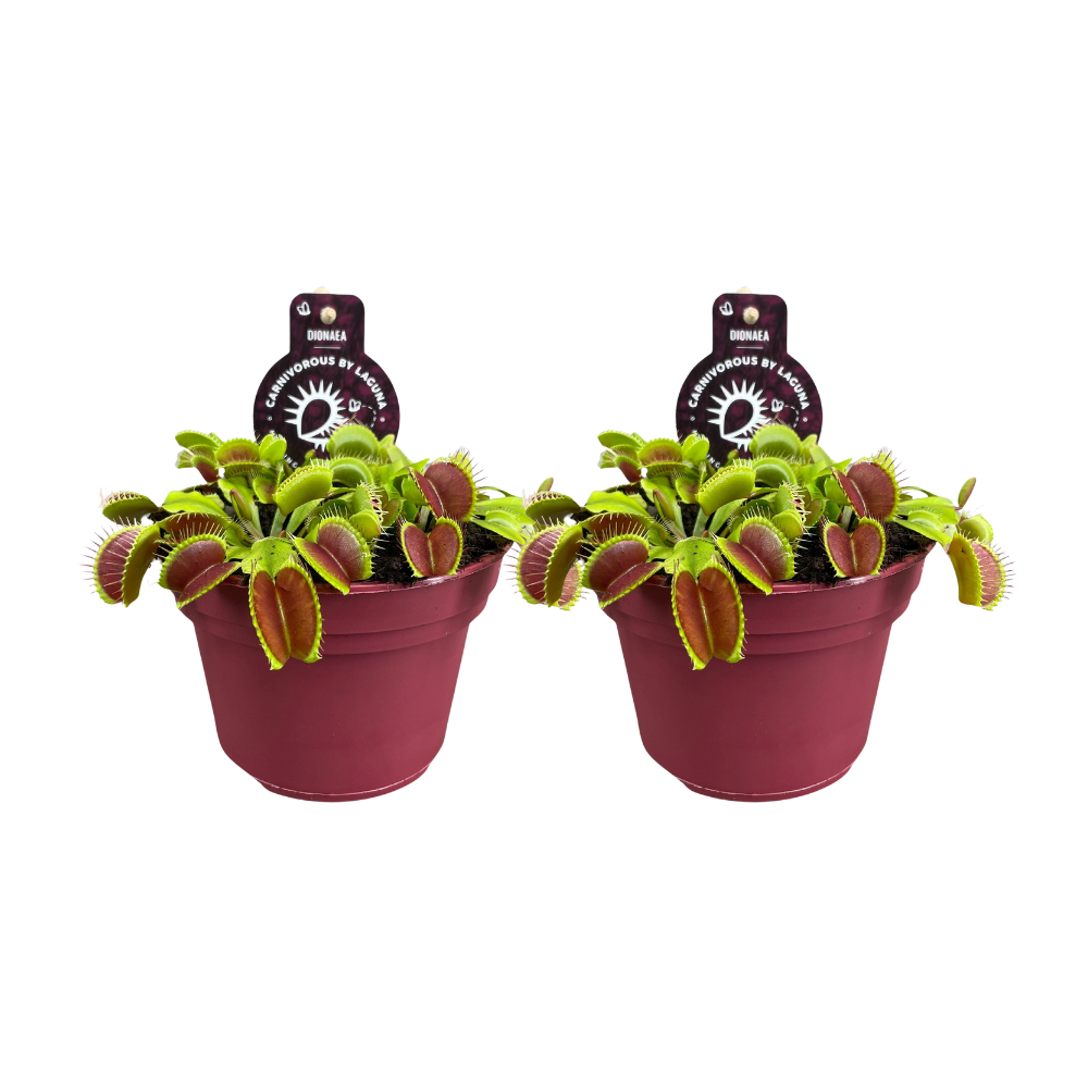 Dionaea Muscipula - 2 stuks, plant in pot