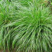 Carex oshimensis Intense Green, 50 cm hoog