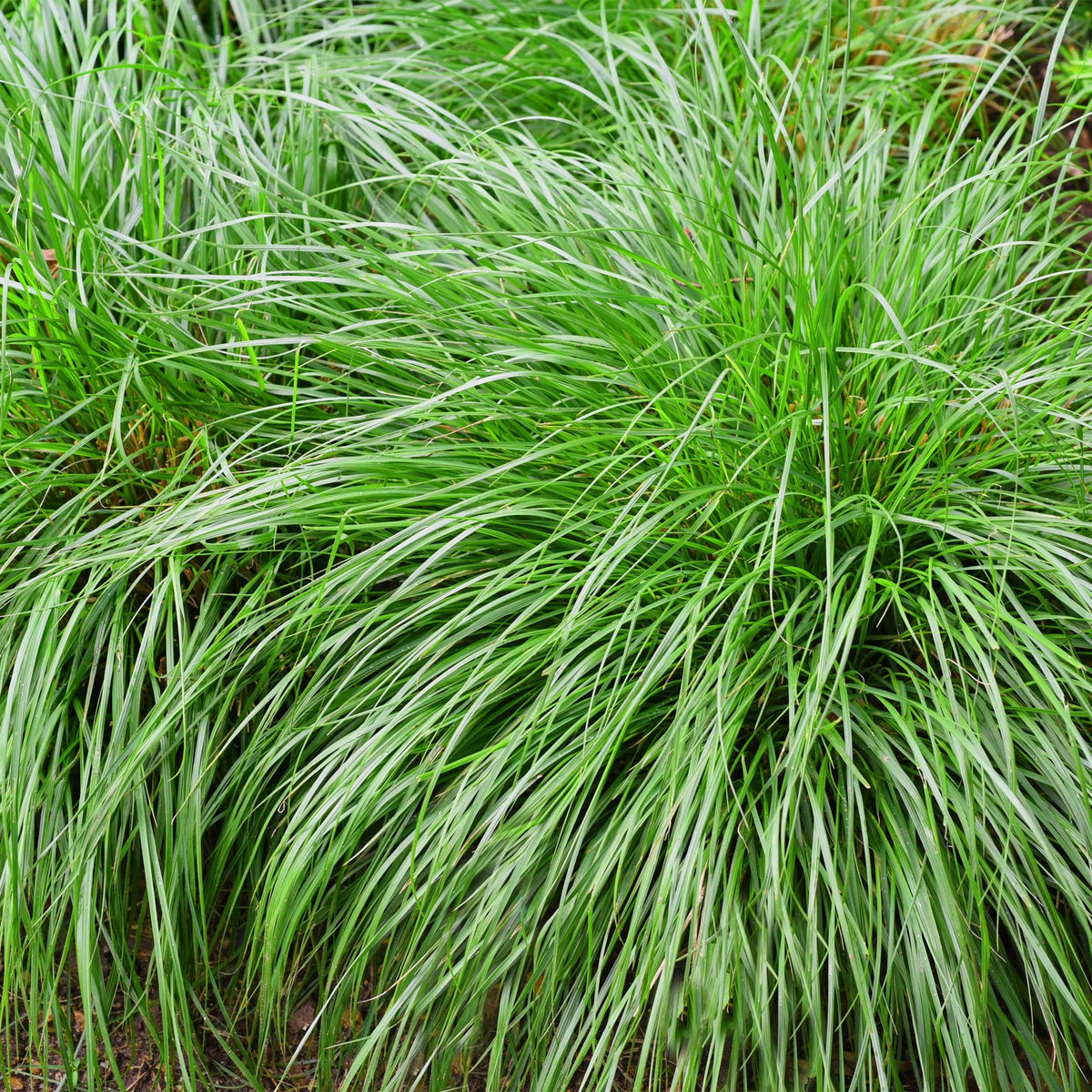 Carex oshimensis Intense Green, 50 cm hoog, kenmerkend blad