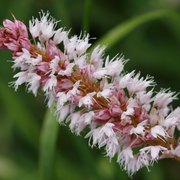 Persicaria aff. &