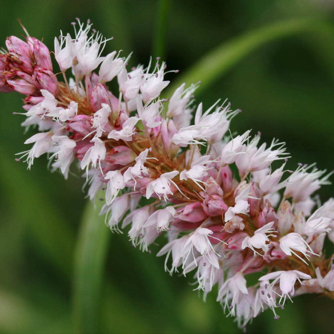 Persicaria aff. 'Superba', groeiwijze van de plant