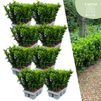 Kardinaalsmuts Euonymus 'Green Spire', 15 cm hoog, detail van het blad