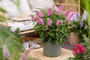 Vlinderstruik Butterfly Candy Little Pink