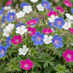 Ooievaarsbek Tricolour, met paarse, roze en witte bloemen, sterke plant