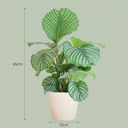 Calathea Orbifolia met witte pot, groene bladeren