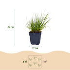 Panicum virg. Northwind - Prairiegraan - Met Pluim, compacte plant