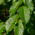 Haagbeuk 50 stuks, minipallet, groeiwijze van de plant
