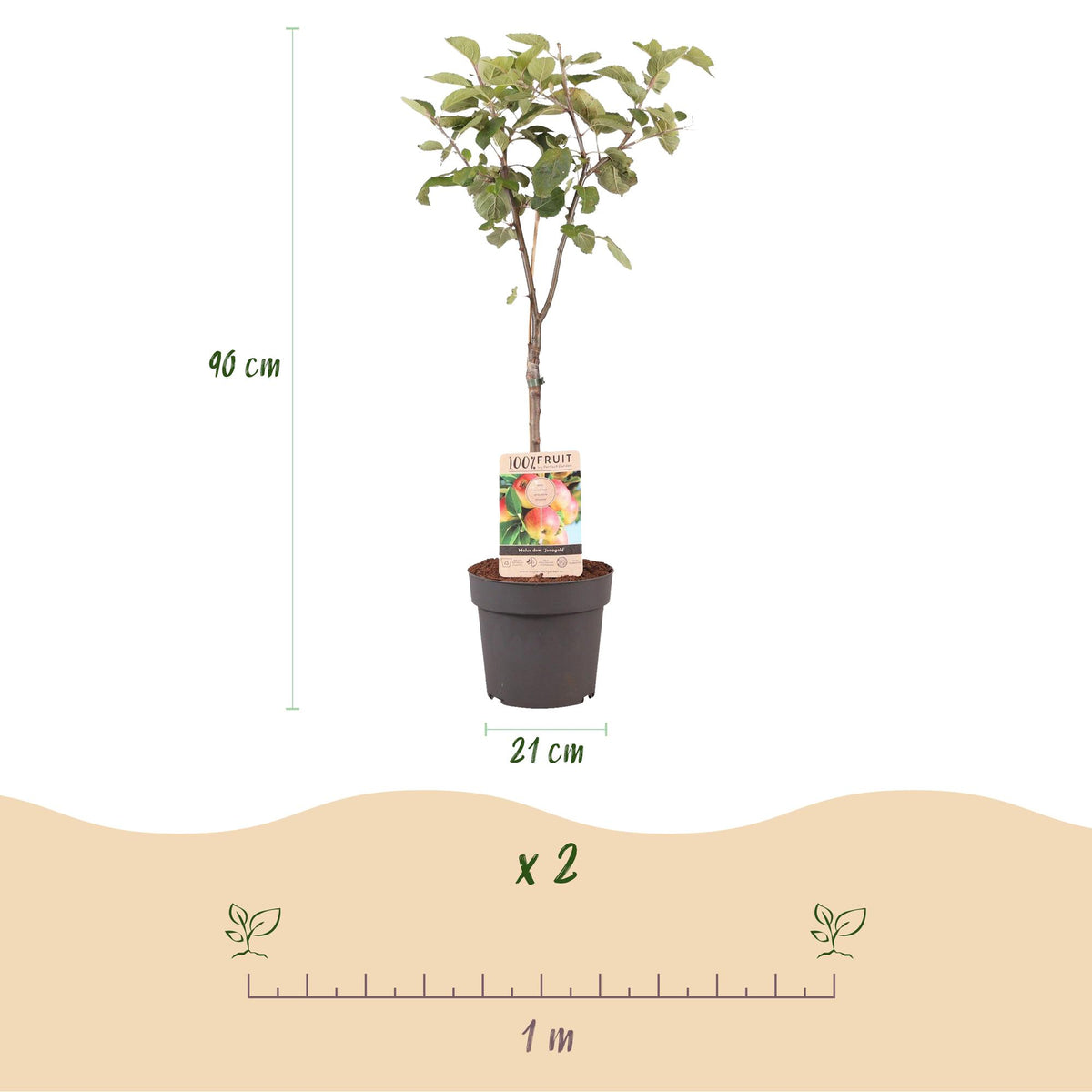 Malus domestica Jonagold, groene bladeren
