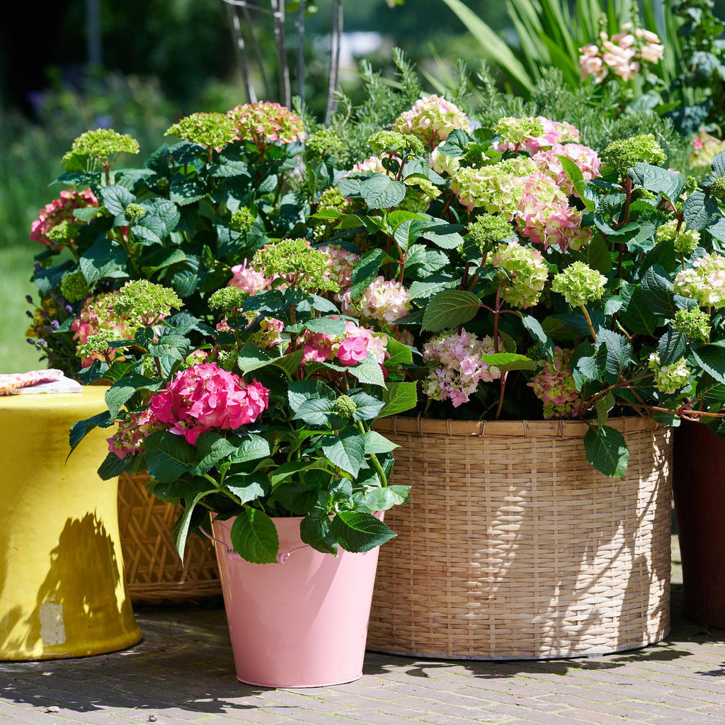 Hortensia Endless Summer The Original Pink, groene bladeren