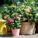 Hortensia Endless Summer The Original Pink, groene bladeren