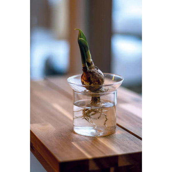 Propagation vase S